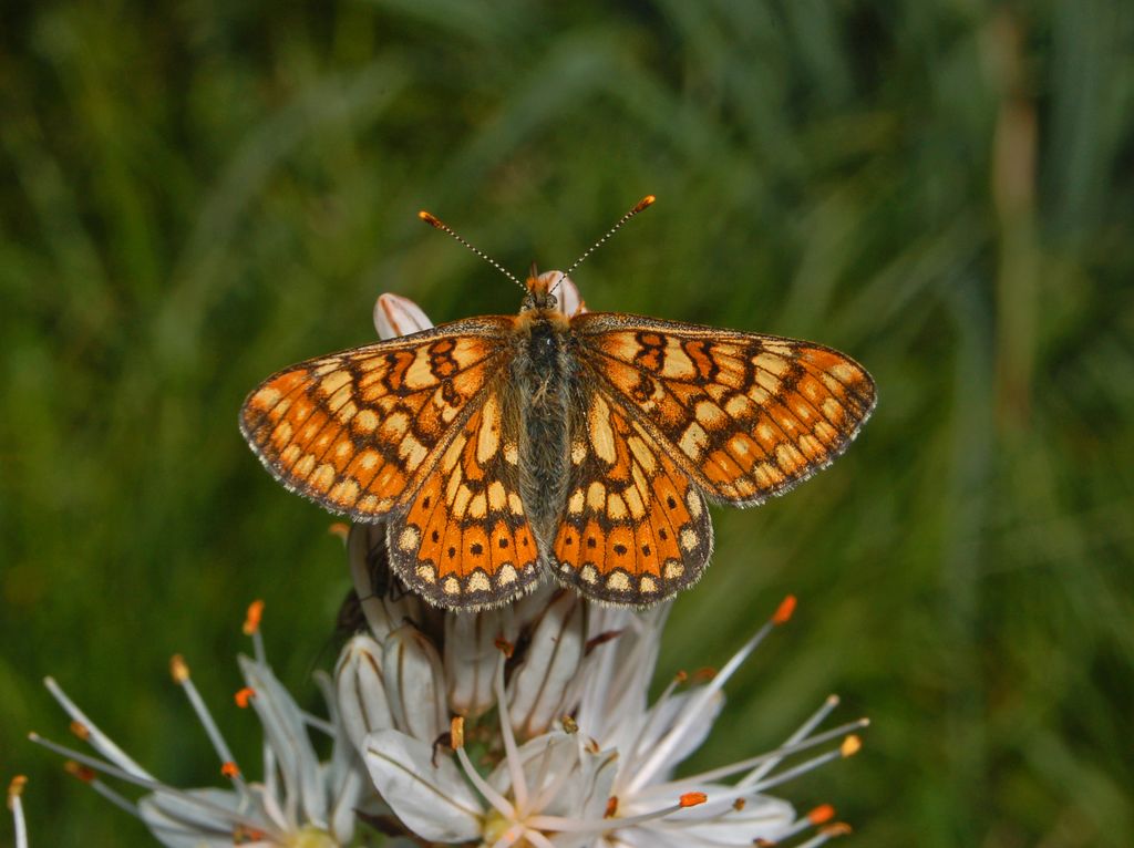 Euphydryas sp. su Asfodeli